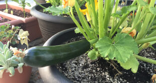 How Many Black Beauty Zucchini Per Plant